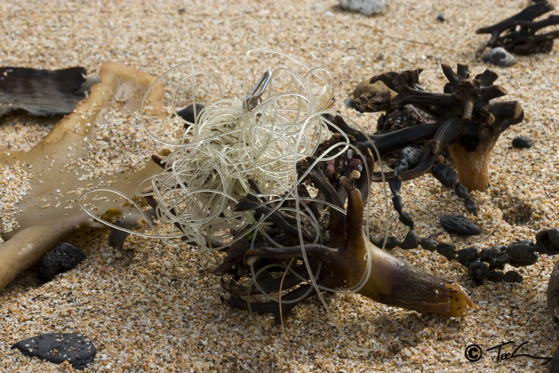 Discarded Hook & line Entwined Seaweed